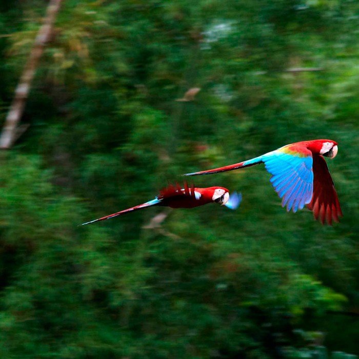 Tambopata